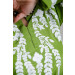 Parrot Green-5